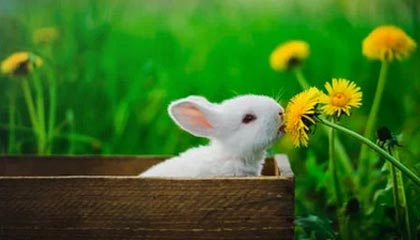 16岁恩古莫哈带球内切后抽射,可惜打门被封堵